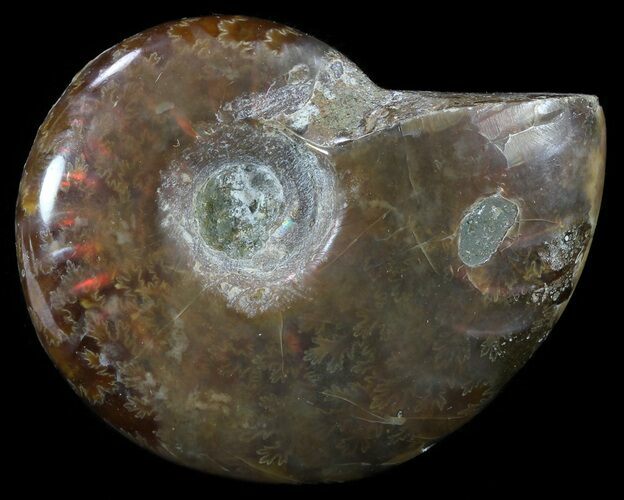 Flashy Red Iridescent Ammonite - Wide #52355